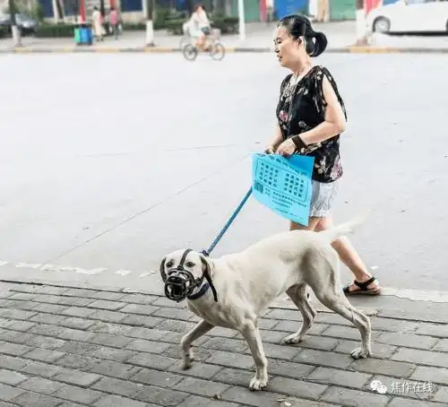 焦作养狗人注意了,2个月内出门不牵绳将被收容,不清粪便罚50