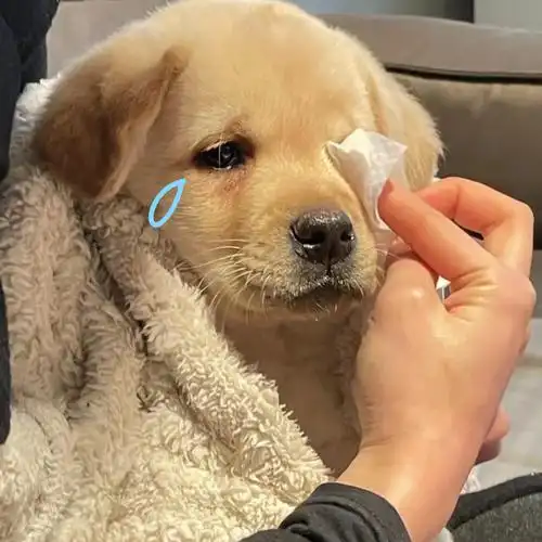 更多有趣图集,前往公众号:饭糕图集2022-11-14抹茶旦旦表情猪头在干嘛