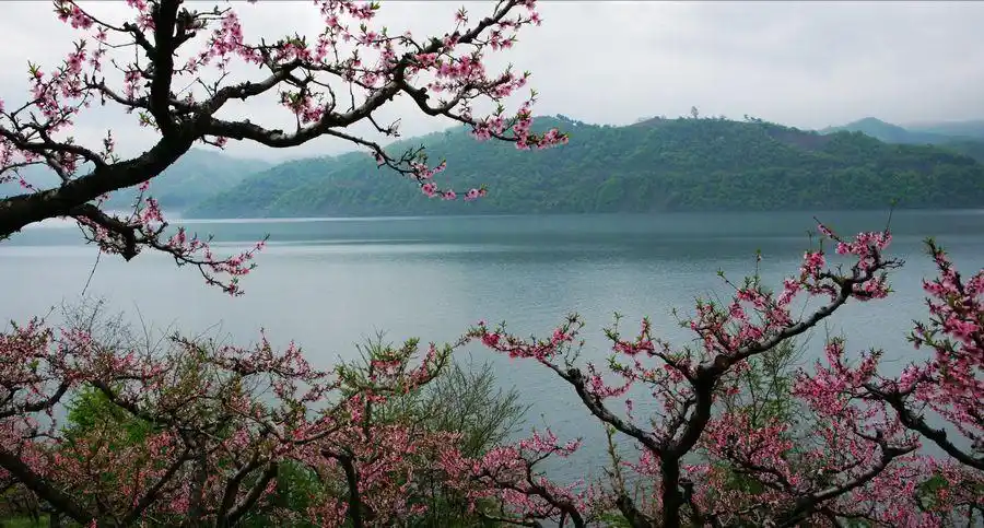 江南烟雨又一春,三月桃花笑缤纷.