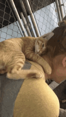 猫咪人抱脖子亲密gif动图_动态图_表情包下载_soogif