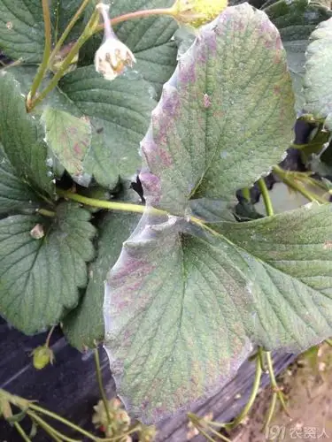 草莓圈分享草莓红蜘蛛的防治解决方法