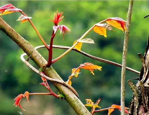 怀念家乡三月的椿木芽