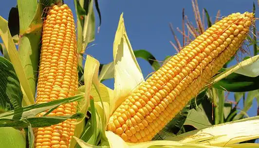 玉米高产增收做好这五防就够了