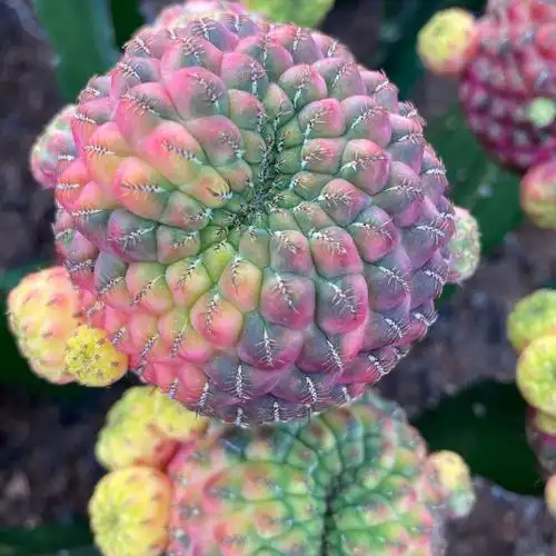 紫丽丸锦嫁接带柱仙人球多肉植物盆栽