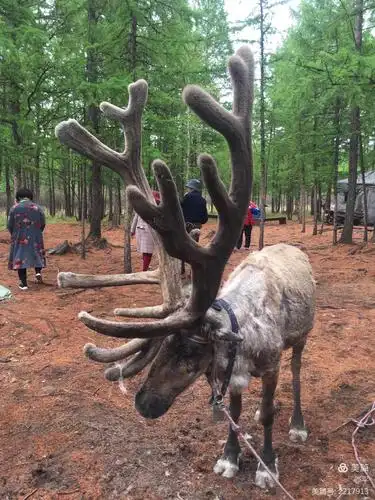 大东北游记之根河敖鲁古雅驯鹿部落 满归冷极点
