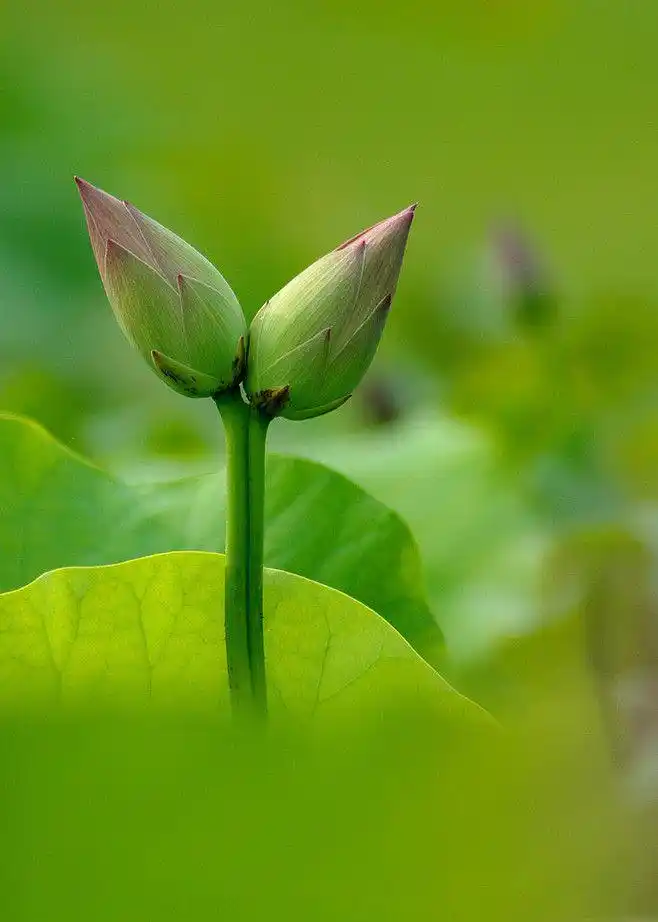 并蒂莲 ——并蒂莲是并排地长在同一茎上的两朵莲花,文学作品中比喻