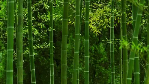 优美的竹林唯美高清桌面壁纸_风景壁纸_壁纸下载_美桌网