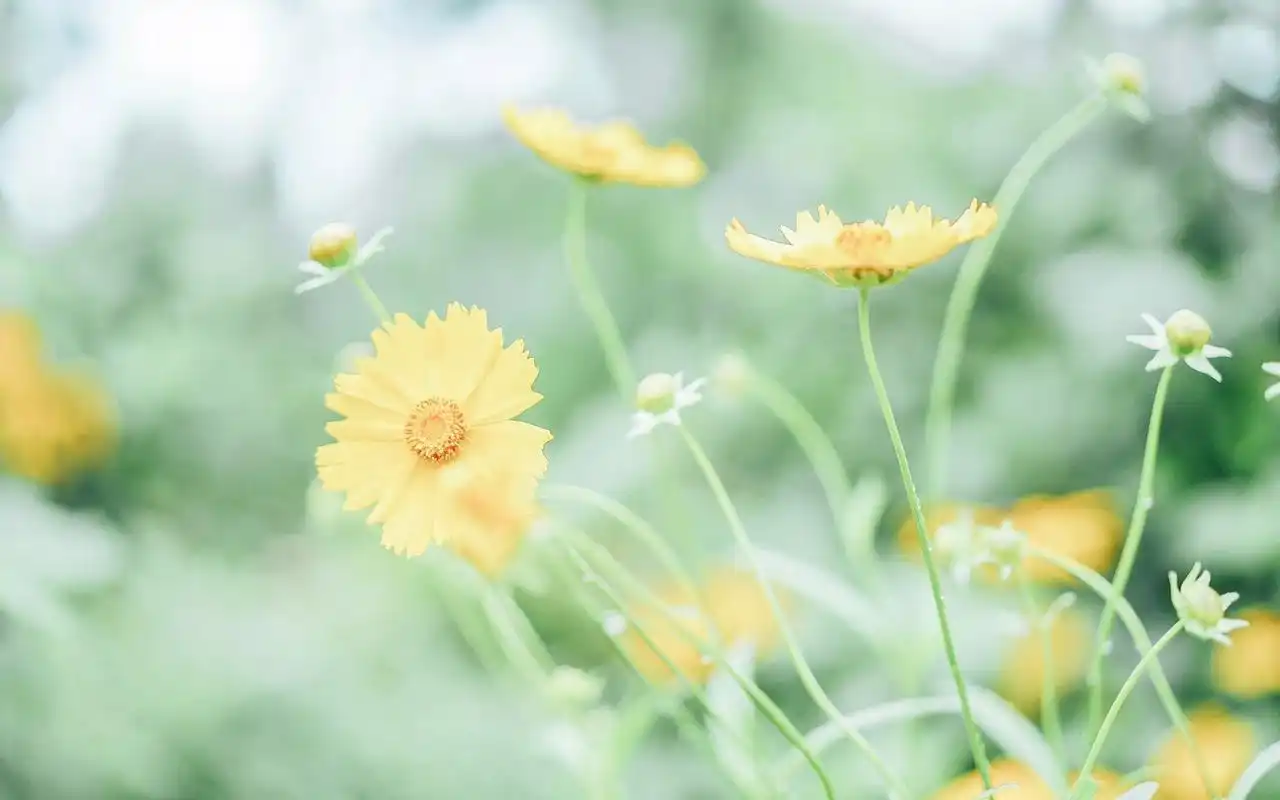 夏天清新护眼风景图片桌面壁纸