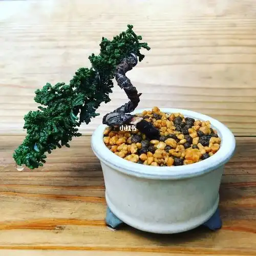 雅之志石化桧盆栽