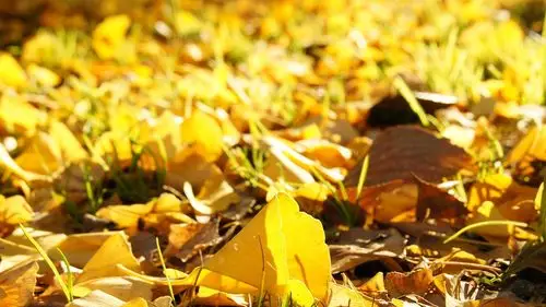 秋天唯美银杏叶图片桌面壁纸