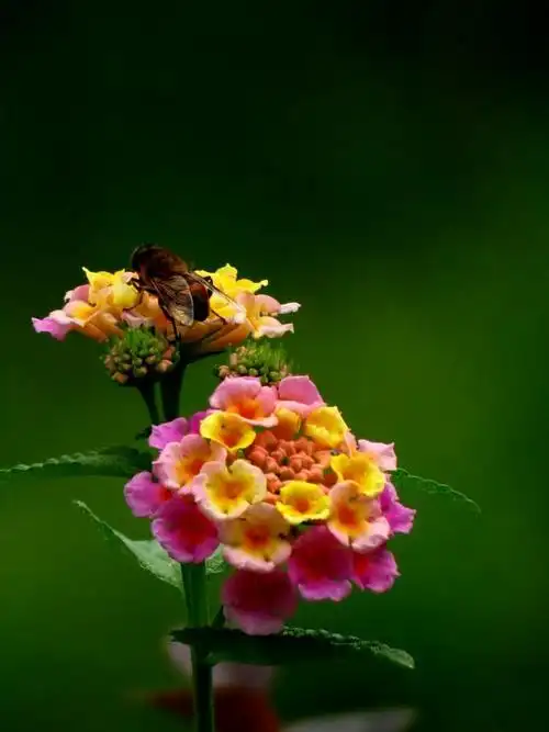 其它 五彩花 写美篇          阅读 13 投诉文