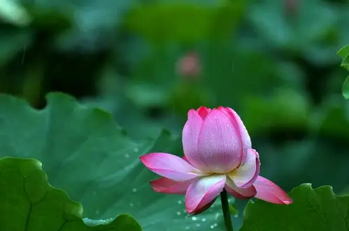 雨中的荷花
