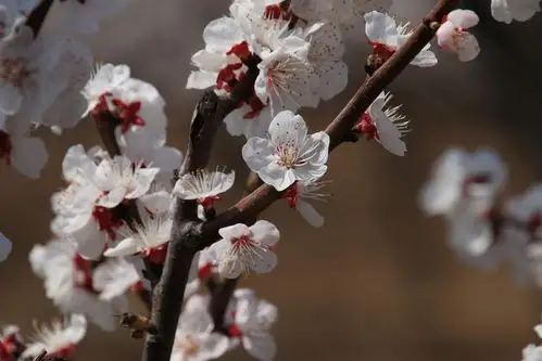 一组杏花图
