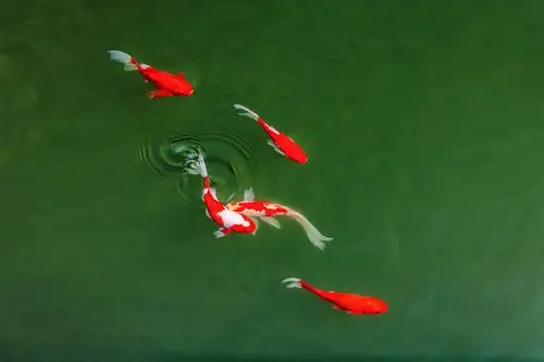 鱼乐图 - 解甲山人 - 图虫