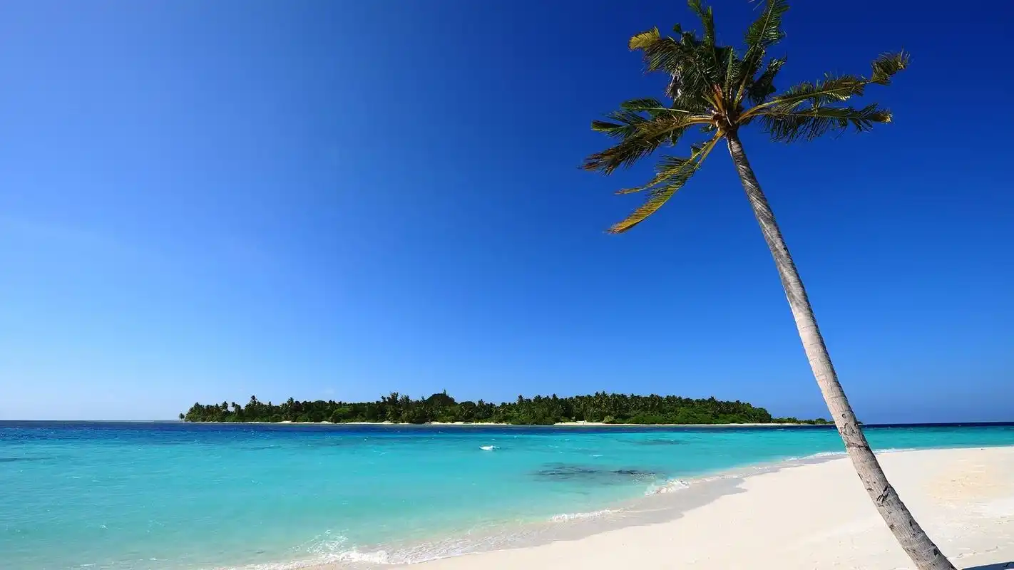 海边沙滩棕榈树自然风光图片电脑壁纸