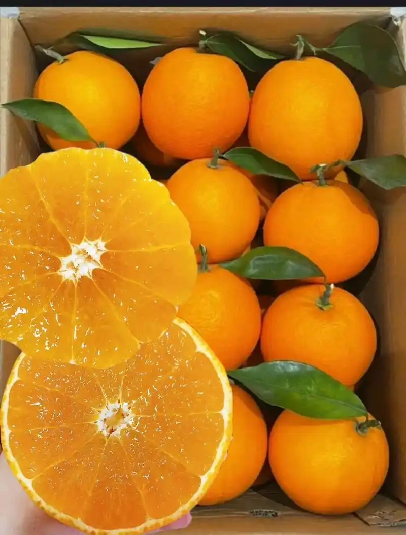 这橙子是来报恩的吧?皮薄汁多🍊谁顶得住.