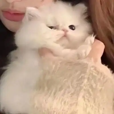 抱猫真人情头 ks诉凂_情侣头像_我要个性网