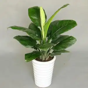 绿巨人盆栽圆叶大叶植物喜阴阔叶好养四季常青简单易养室内盆栽