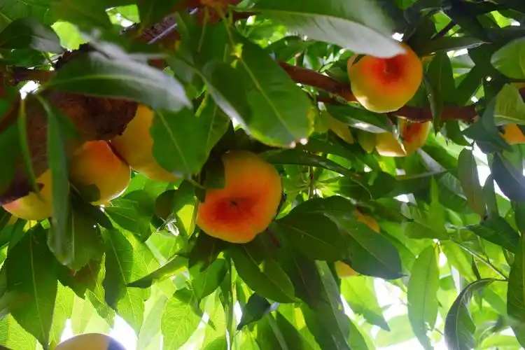 20200620东辛庄的蟠桃园!