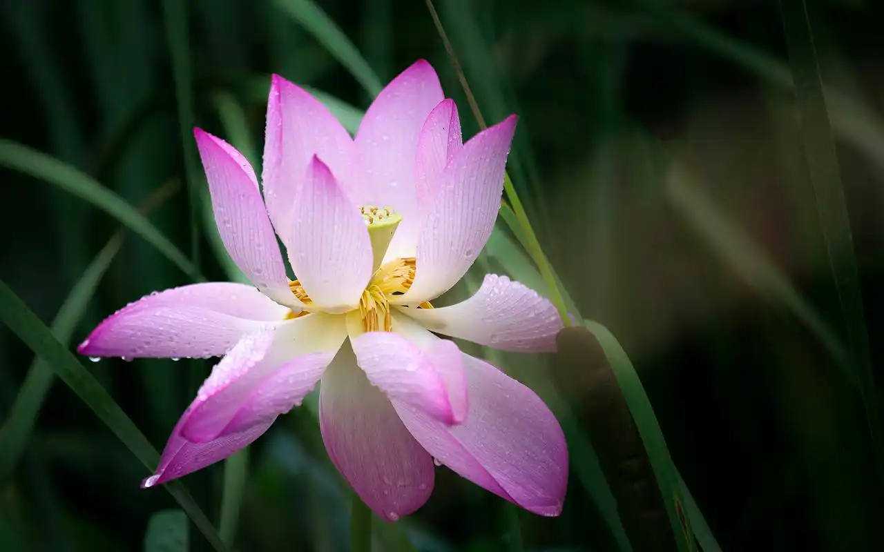 雨中荷花唯美摄影高清图片桌面壁纸