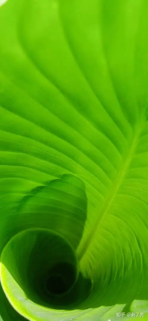 有没有绿色系的好看的壁纸