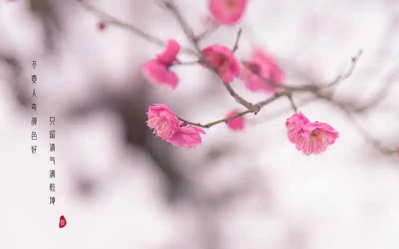 冬日雪间梅花唯美高清桌面壁纸高清大图预览1920x1200_植物壁纸下载