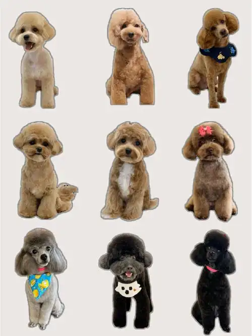 贵宾美容造型图例分享