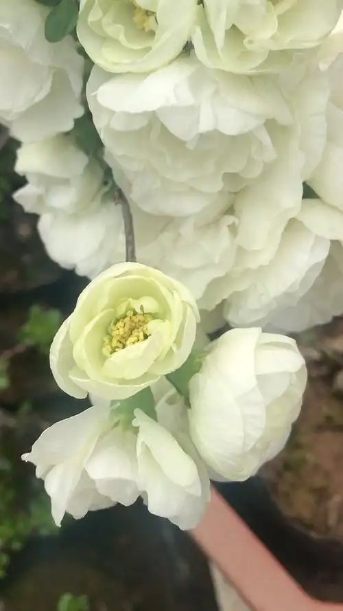 绿宝石海棠花,就是有一种不一样的美-度小视