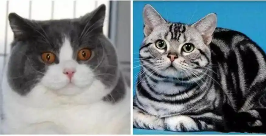 英短与美短的区别 这三点你还分不出来吗?