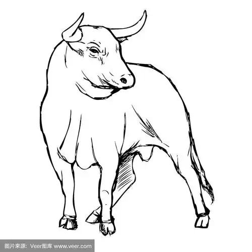 公牛的手绘草图