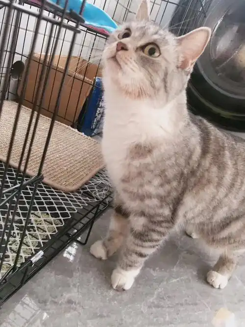 英短美短虎斑猫