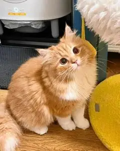 中华田园橘猫纯橘猫橘猫幼崽橘猫小橘猫大橘猫橘猫活体田园橘猫活