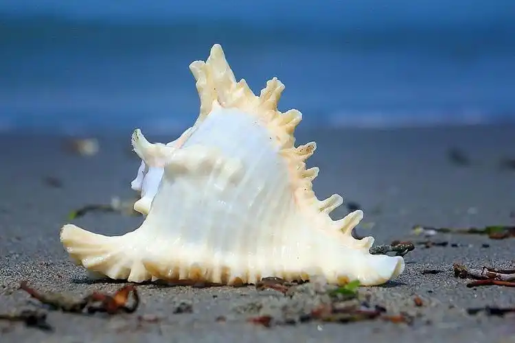 贝壳,也叫贝壳,是一种生活在海里的动物制造的坚硬的保护性外层.