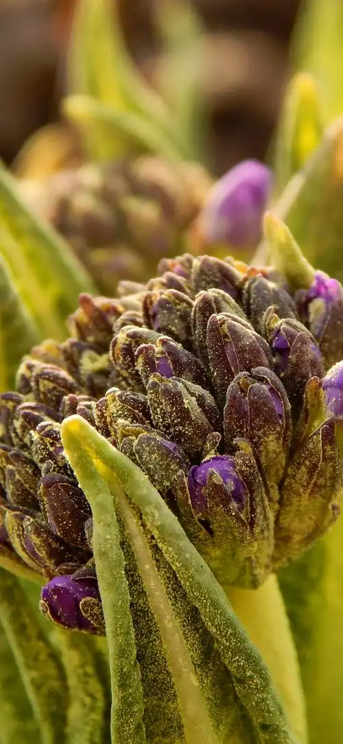 iphone 壁纸 紫色的花朵特写,植物