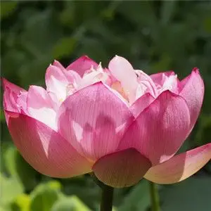 美丽的荷花图片佛教莲花图片大全头像