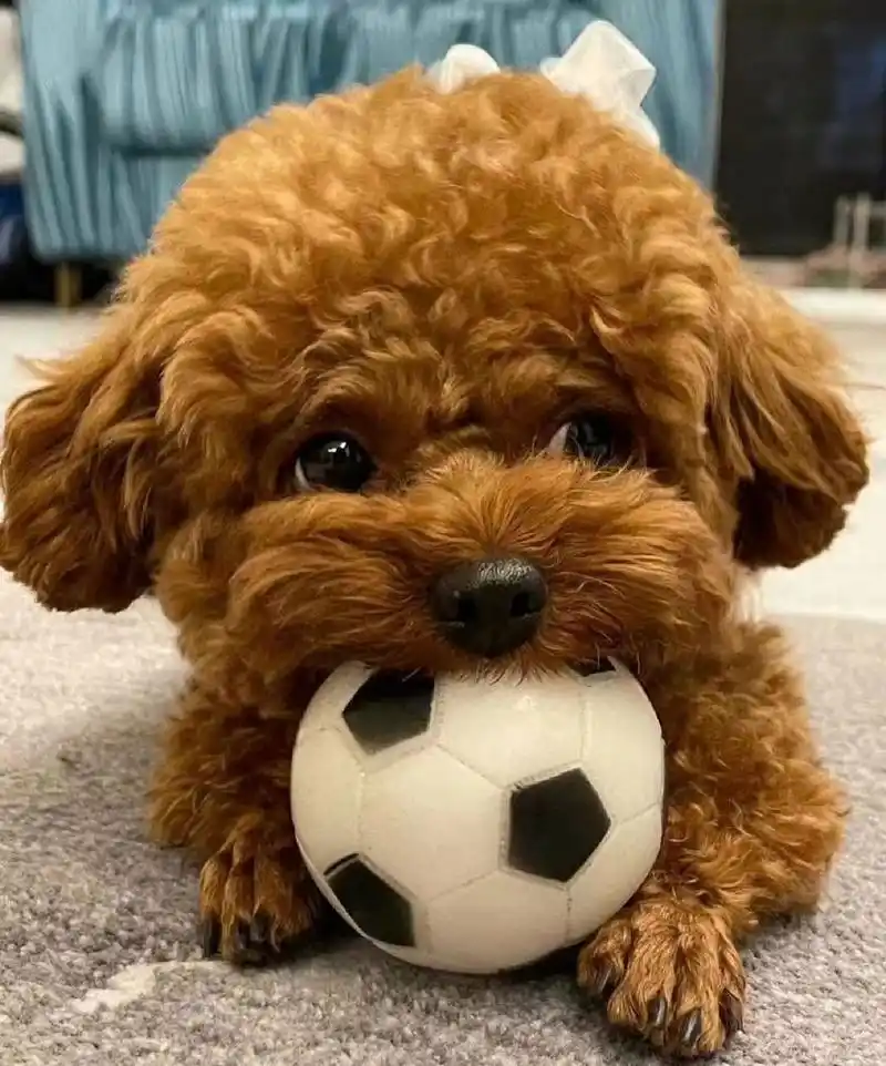 皮肤干净 【2】泰迪狗狗的毛发有很多种颜色,白色,黑色