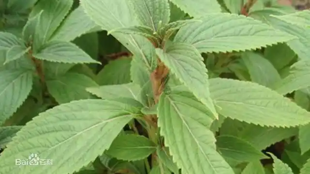 毛萼香茶菜的叶对生,卵状椭圆形或卵状披针形,先端渐尖,基部阔楔形或