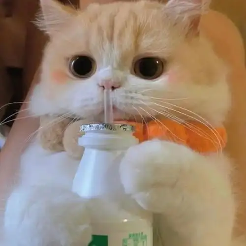 优质温柔可爱萌宠猫咪情侣头像