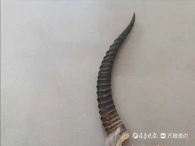 为研究新材料网购藏原羚羊角济南一男子被抓