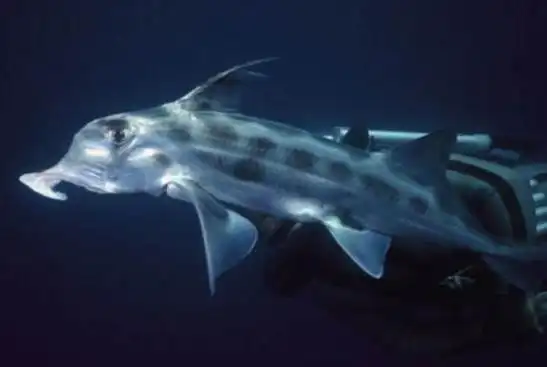 幽灵鲨的丁丁长在鼻子上