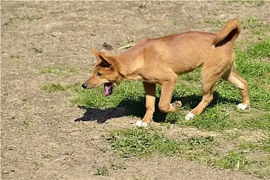 澳大利亚小,澳洲野狗澳洲野狗澳洲野狗,成年,澳大利亚澳洲野狗澳洲