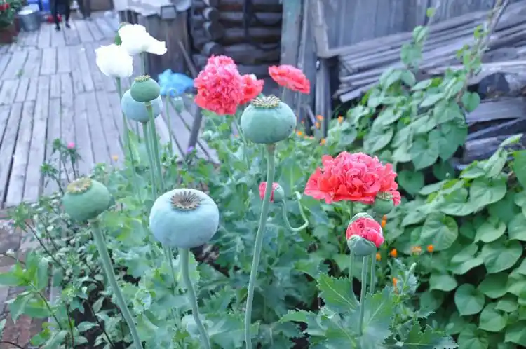 『原创』冒死偷拍私种的罂粟(鸦片) - 周冬霖 - 周冬霖的博客