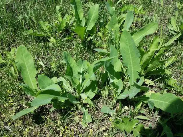 拼音jù mǎi cài别名荬菜,野苦菜,野苦荬,苦葛麻,苦荬菜,取麻菜