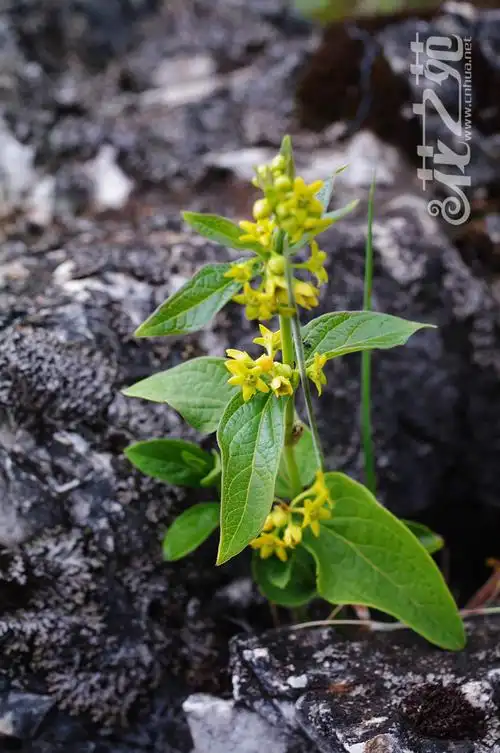 萝藦科:大理白前 cynanchum forrestii