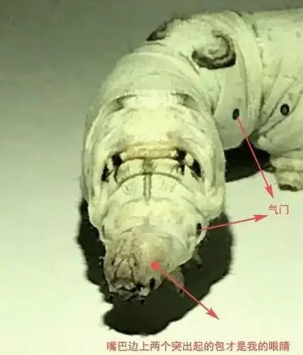 的器官,用来取食固体食物,和人的嘴巴一样有上唇,下唇,上颚(牙齿)和舌