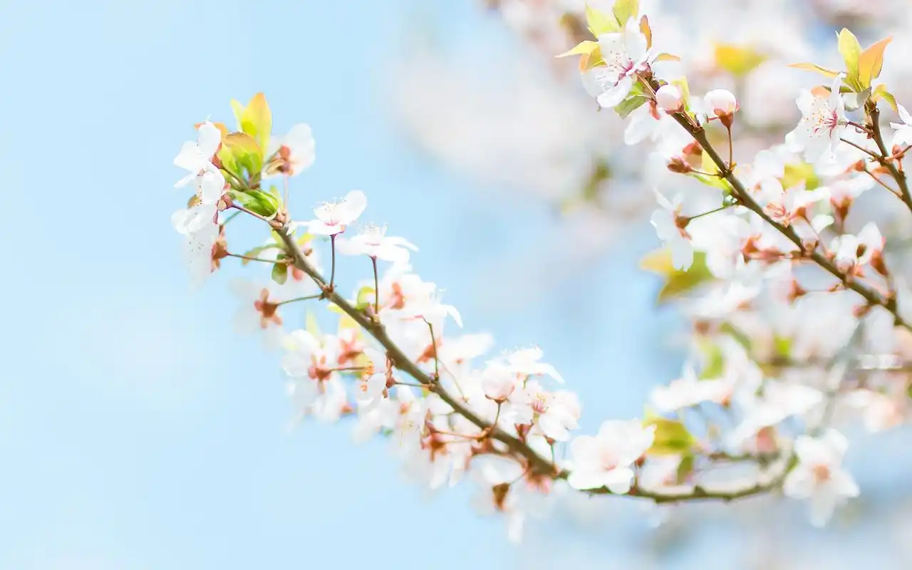 樱花图片桌面壁纸,植物壁纸,唯美,小清新,花卉,风景,高清,樱花,意境