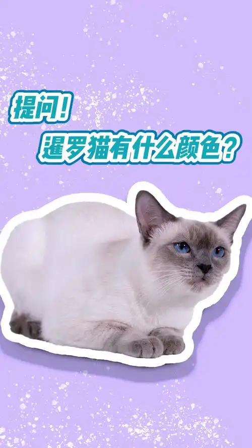 暹罗猫有几种颜色