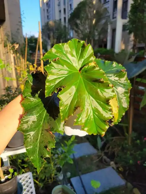 顺光拍摄的秋海棠