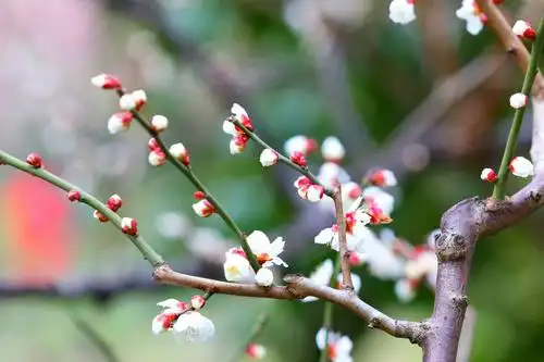 绿萼梅花报春来