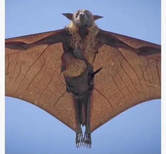 世界上最大的蝙蝠双翼张开18米网友吓到尿裤子